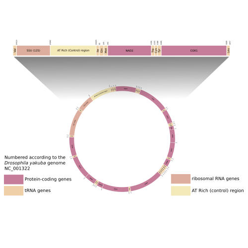 _images/mtDNA_by_sdjbrown-CC_BY.png